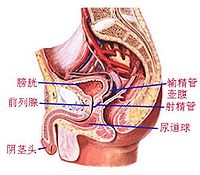 前列腺组织结构