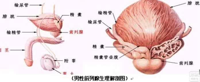 男人“那儿”总是不舒服?是否是前列腺炎-急性细菌性前列腺炎