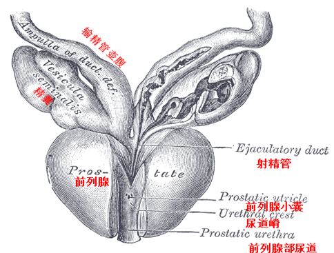 钬激光粉末化精囊结石