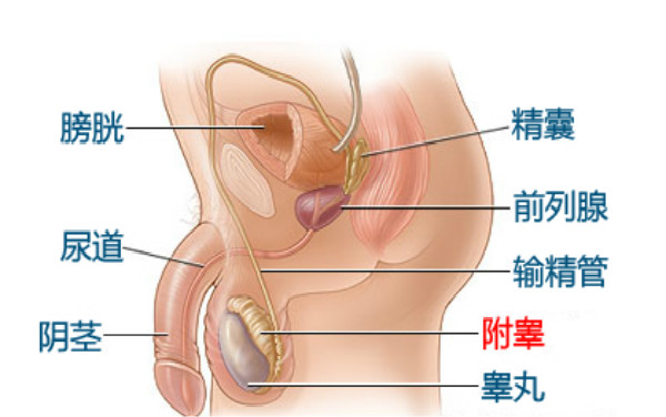 附睾炎是无精症的祸首!-降低精子的活动能力