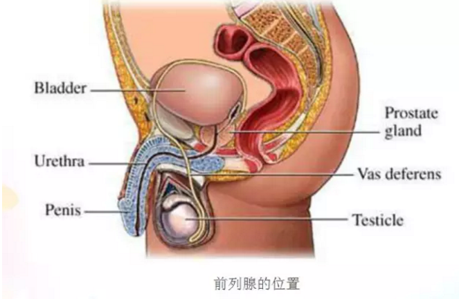 慢性前列腺炎的防治-讲解慢性前列腺炎的防治。