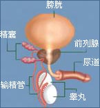 前列腺图解-前列腺主要有三个功能