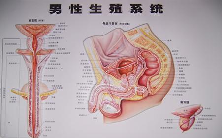 精囊炎的感染途径主要有三种